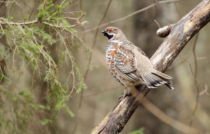 Рябчик токующий самец