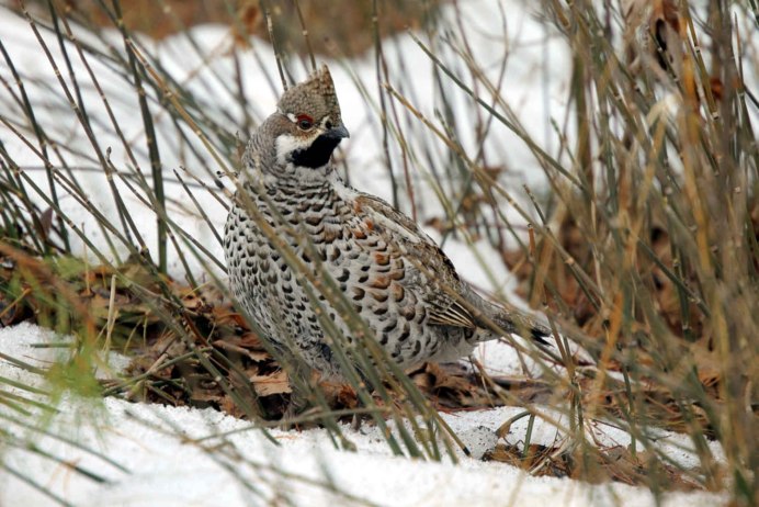 Рябчик Tetrastes bonasia