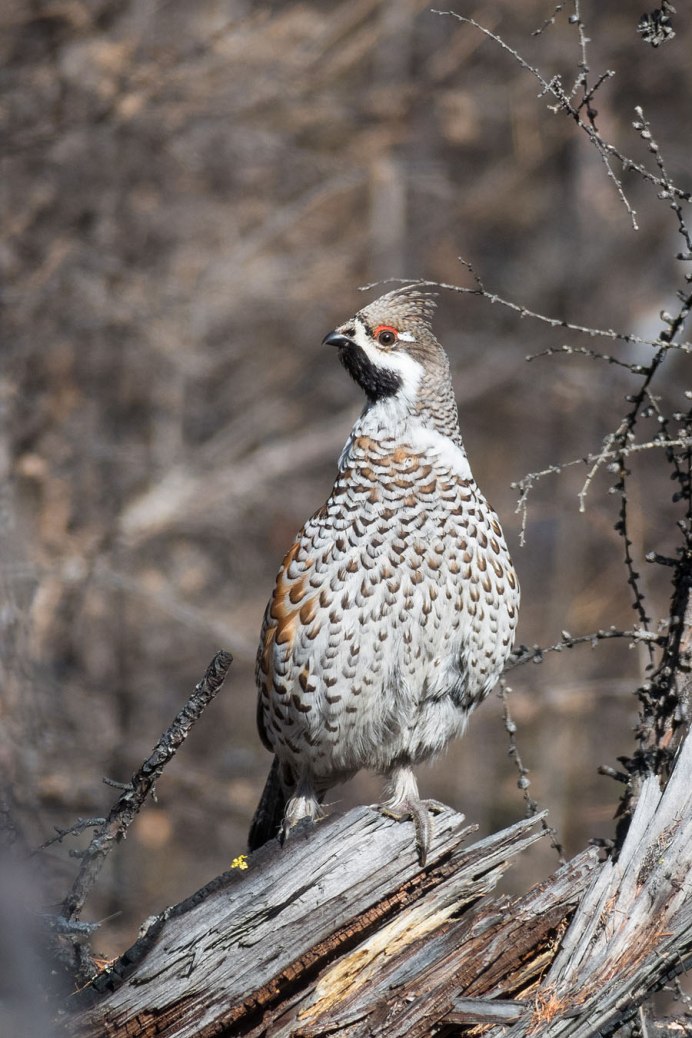 Тундровая рябчик