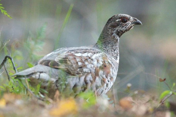 Рябчик птенцовая птица