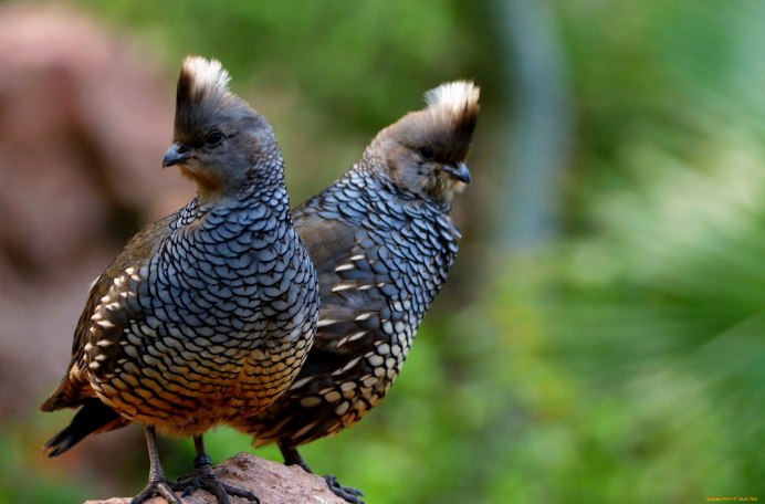 Воротничковый рябчик