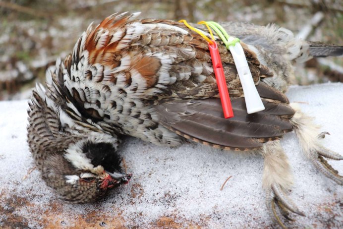 Тетеревиные Tetraonidae