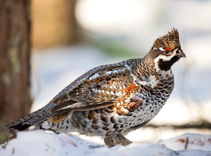 Рябчик (Bonasa bonasia)