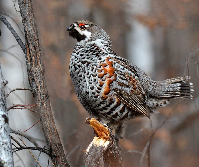 Рябчик птица самец и самка