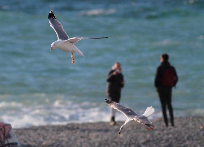 Китайская Чайка Larus saundersi