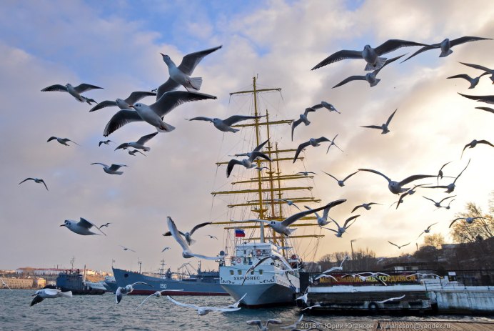 Крым море Чайка