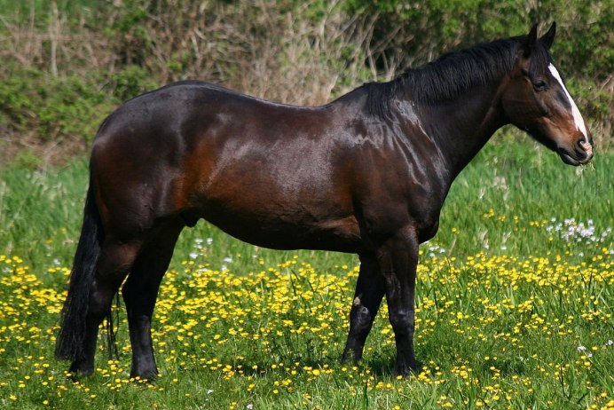 Темно гнедая масть лошади