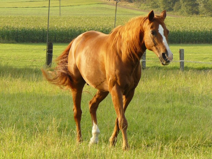 Гнедая лошадь