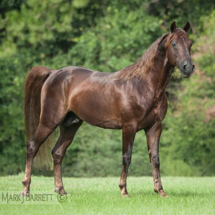 Коричневая лошадь