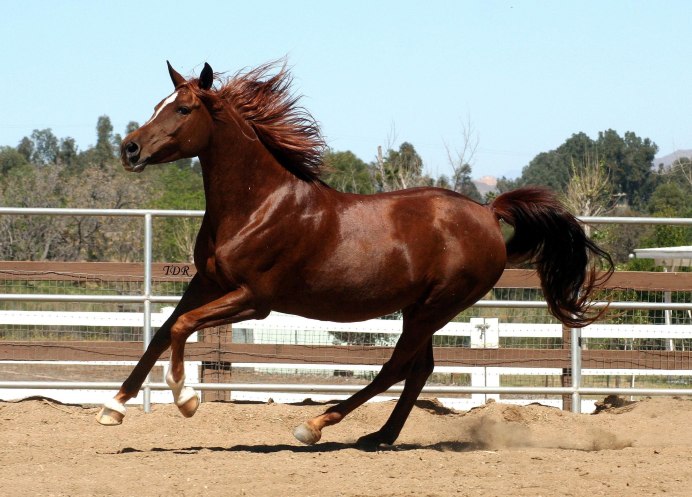 Кливлендская гнедая
