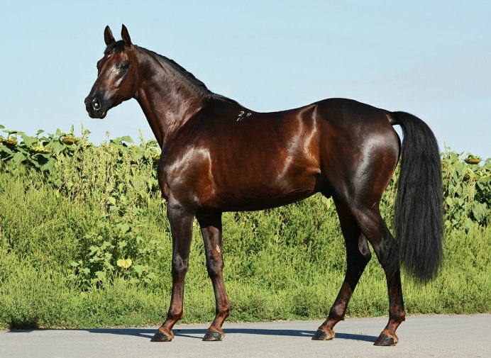 Бурая масть лошади