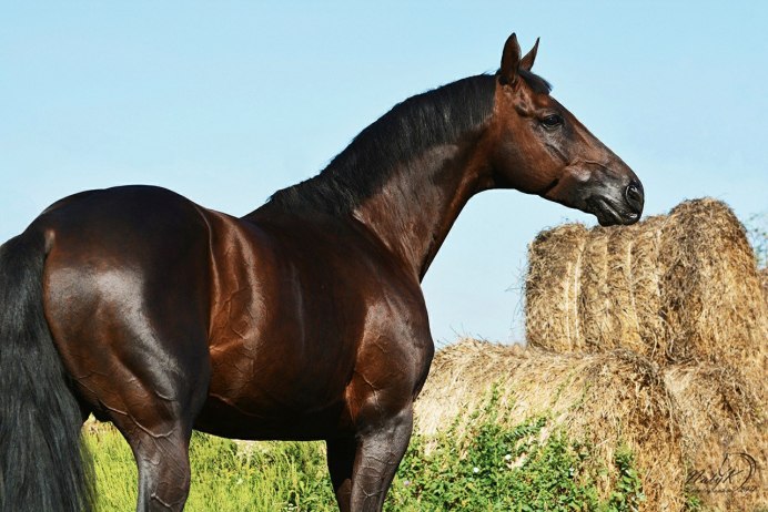 Гнедая масть лошади