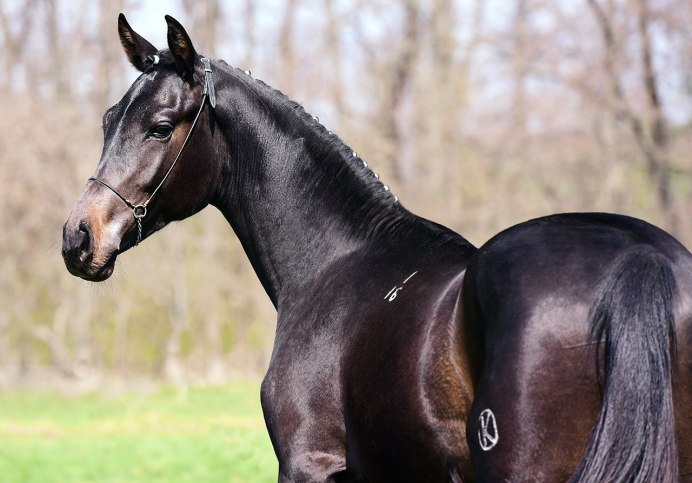 Светло гнедая масть лошади