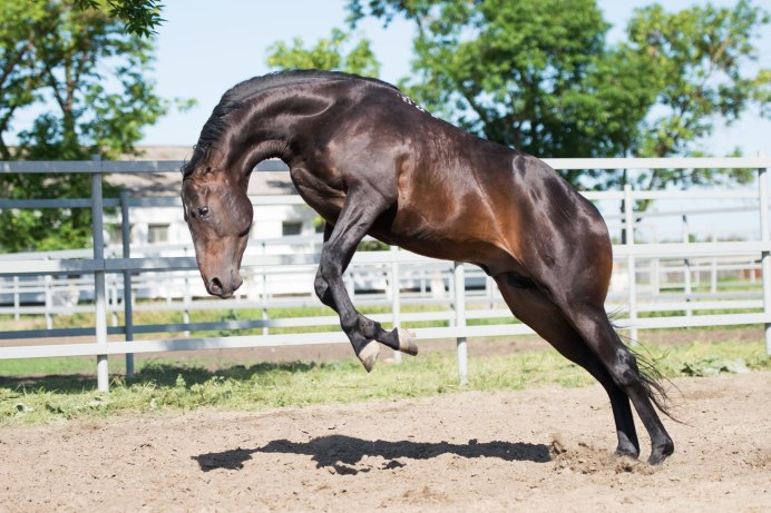 Караковая и гнедая масть