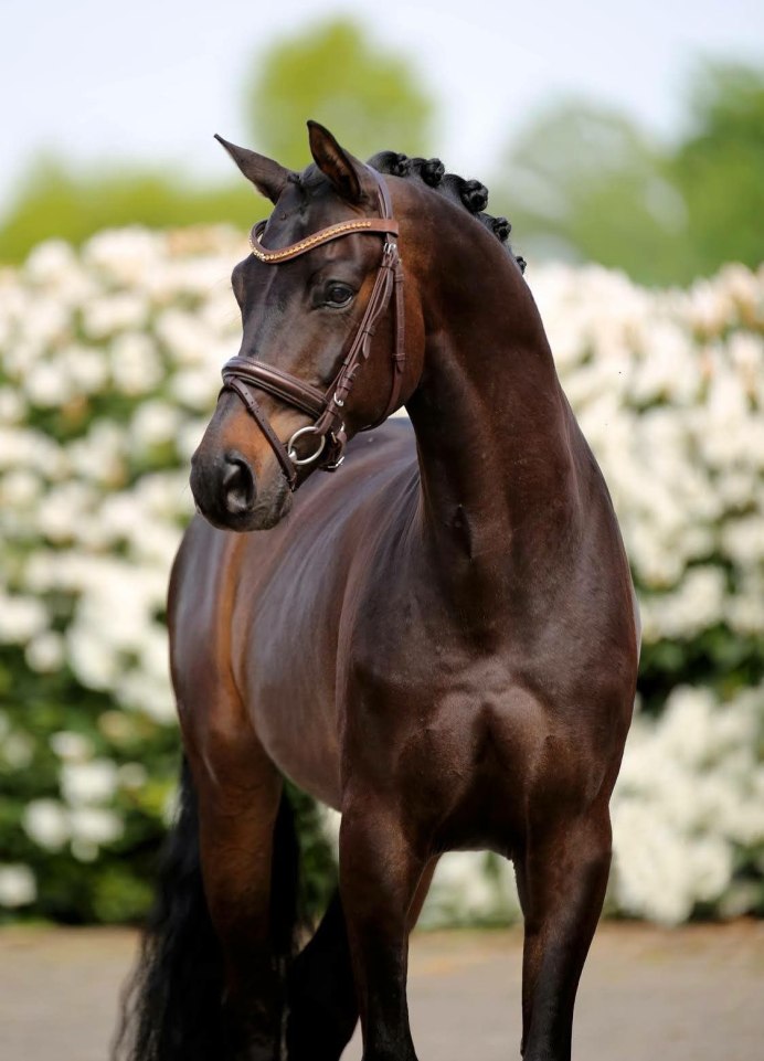 Гнедой Мустанг