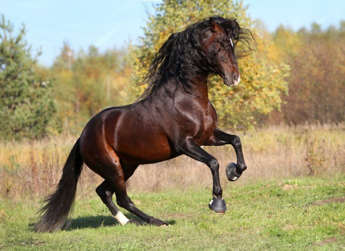 Караковая гнедая лошадь