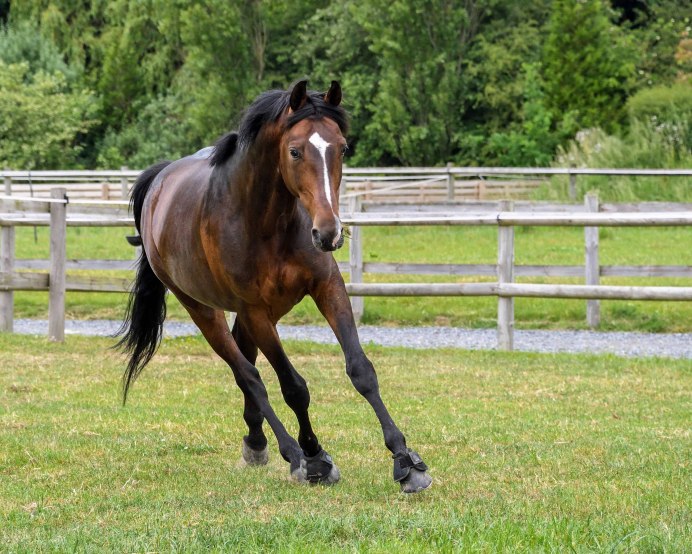 Коричневая лошадь