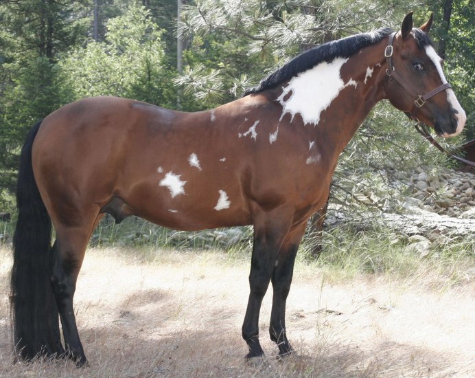 Лошадь гнедой Мустанг