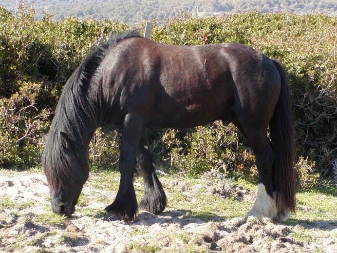 Чистокровная верховая темно-бурая лошадь