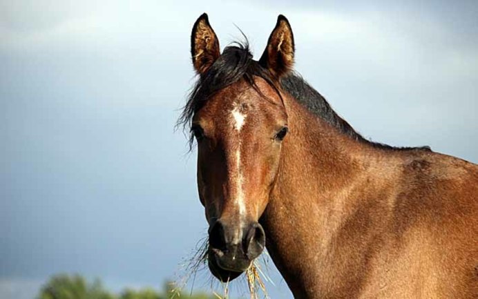 Гнедая масть лошади