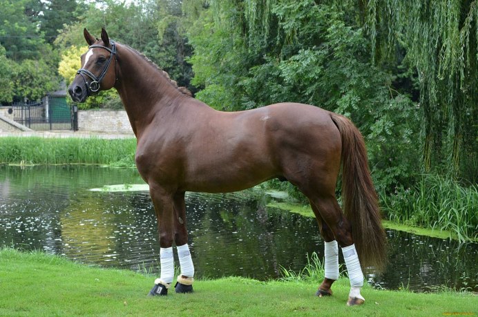 Андалузская гнедая