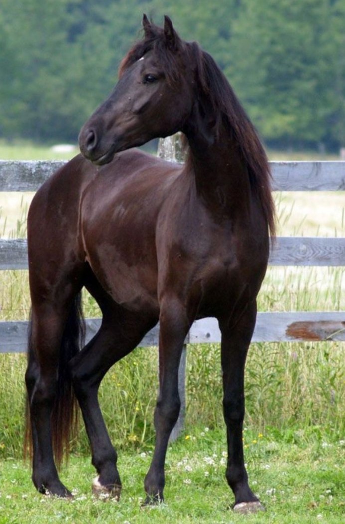 Коричневая лошадь