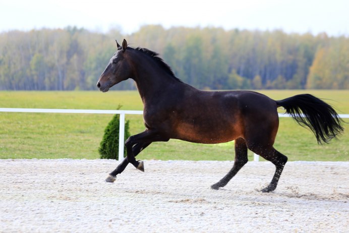 Красивая коричневая лошадь