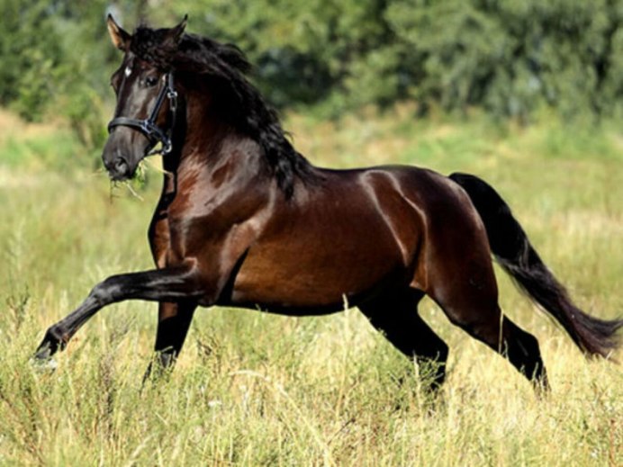 Лошадь темно коричневая