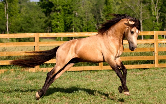 Светло коричневая лошадь