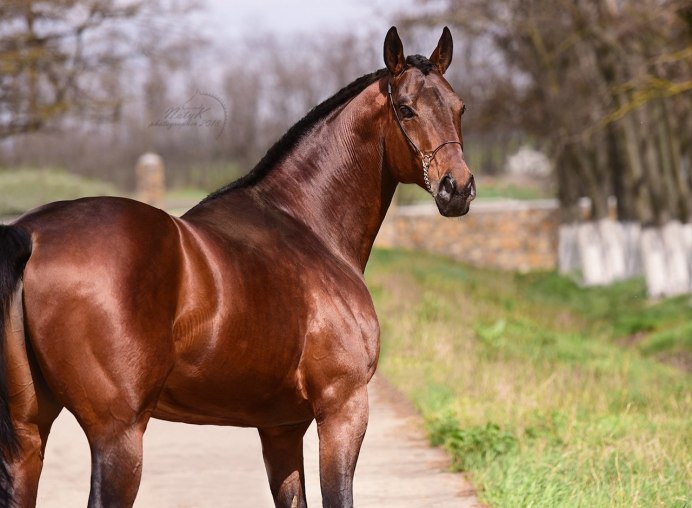 Тракененская порода гнедая