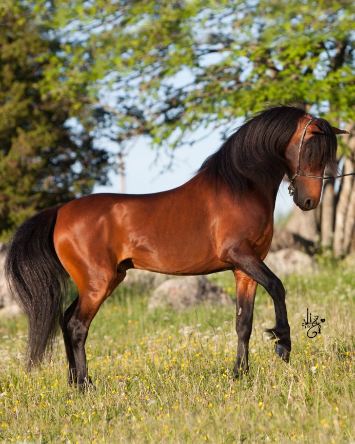 Сельская лошадь