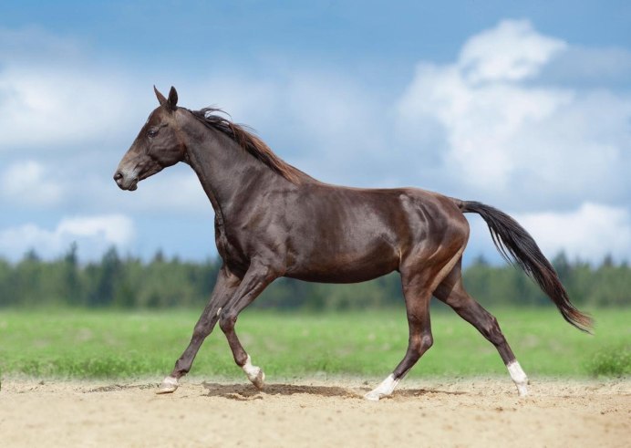 Ахалтекинская лошадь бурая