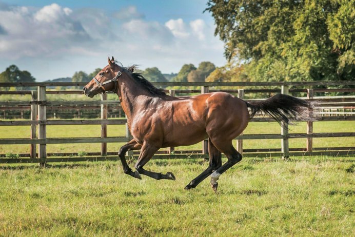 Гнедая сплешед Уайт