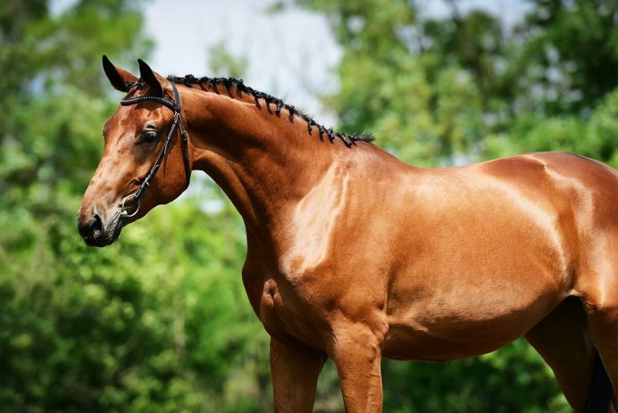 Конь гнедой масти