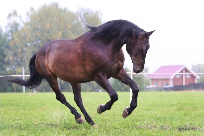 Лошадь шоколадного цвета