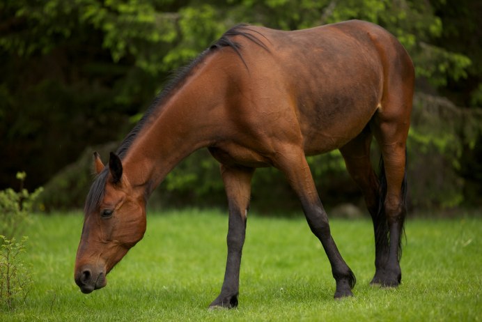 Ян Жеребцов