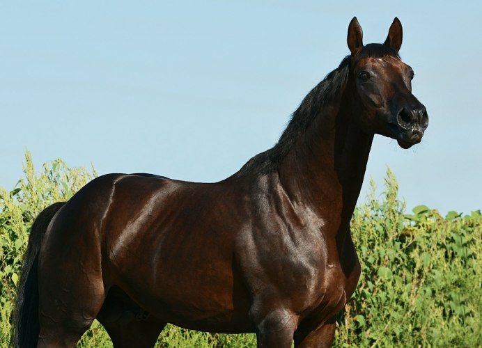 Гнедая Каштановая масть