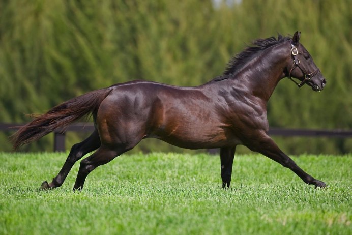 Темно гнедая масть лошади