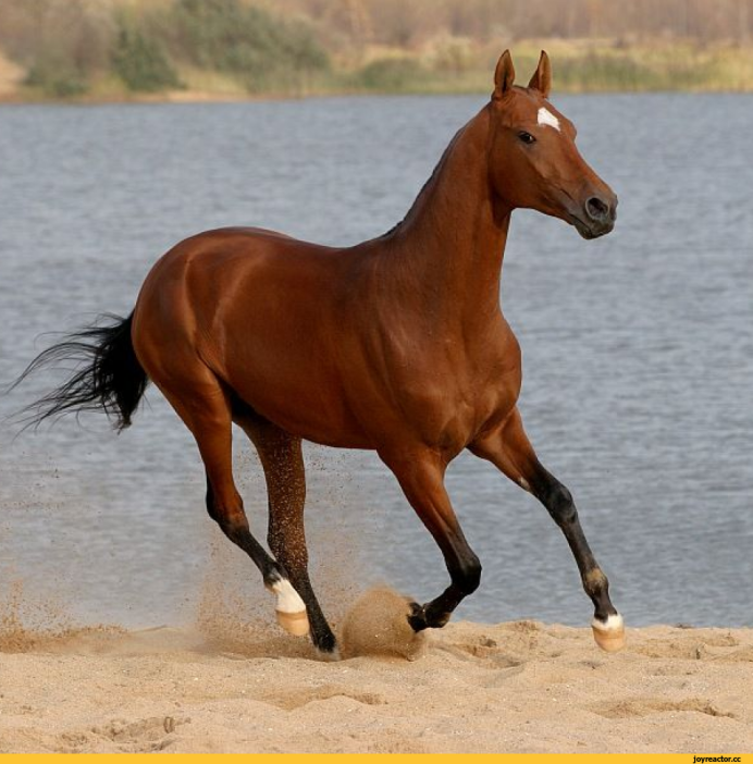 Бурая кобылка лошадь