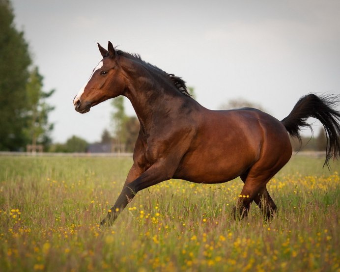 Бурая масть