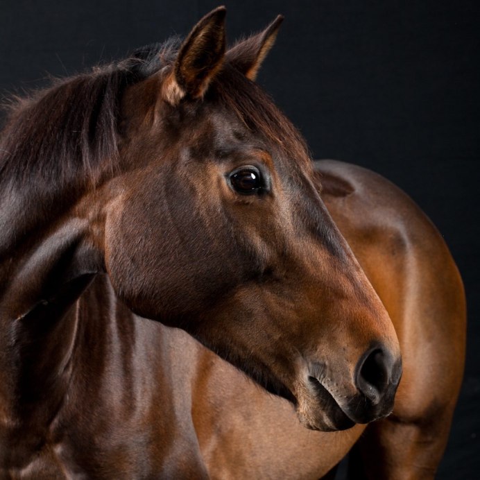 Лошадь коричневая взъерошенная