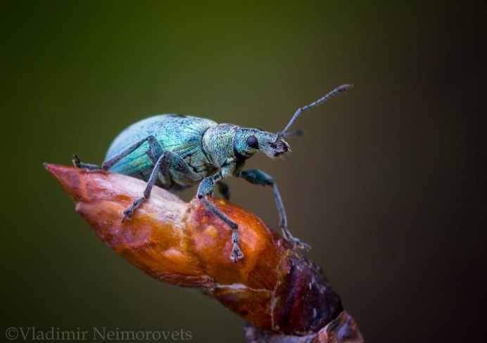 Долгоносик серебристый Phyllobius argentatus l.