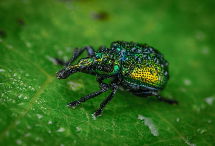 Tanymecus palliatus