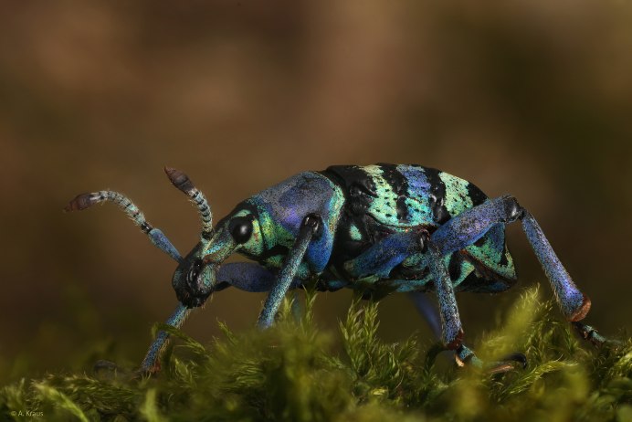 Hylobius abietis большой Сосновый долгоносик