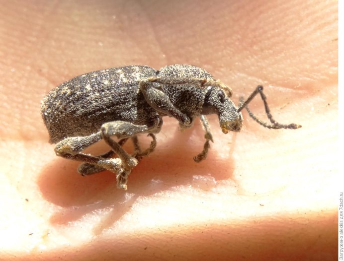 Phyllobius argentatus
