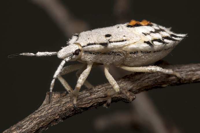 Tanymecus palliatus