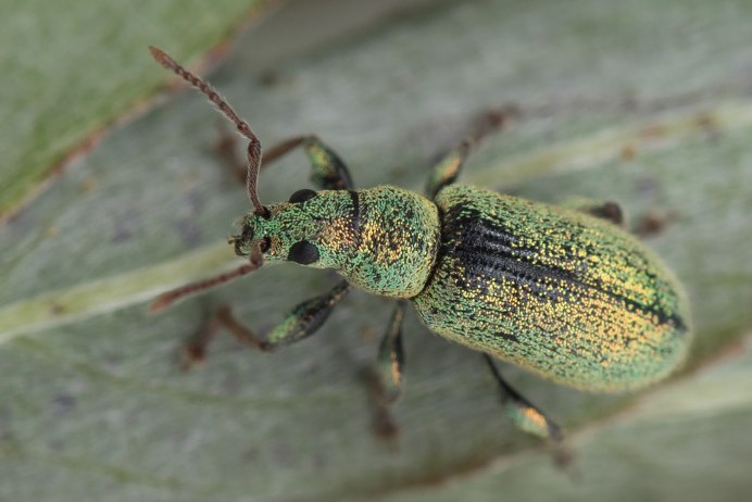 Polydrusus undatus