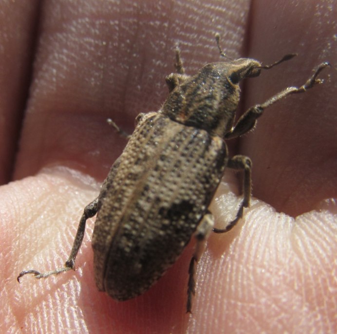Cyphochilus insulanus