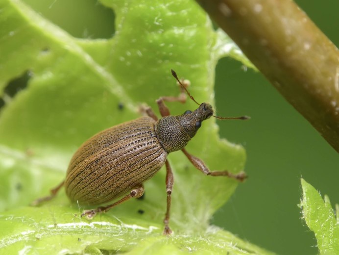 Phyllobius pomaceus