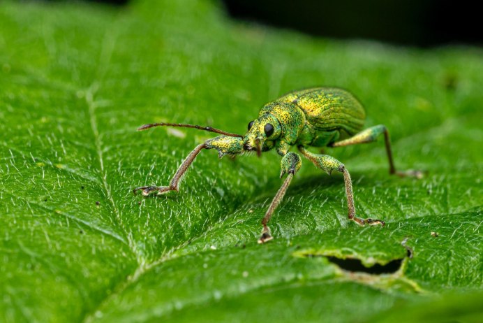 Люцерновый Скосарь Otiorhynchus ligustici